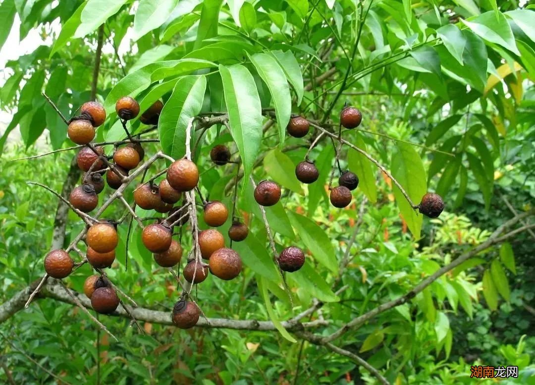 北方已经下雪了，但对南方人来说，看黄叶刚刚好