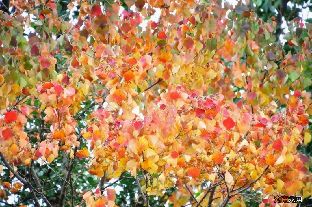 北方已经下雪了，但对南方人来说，看黄叶刚刚好