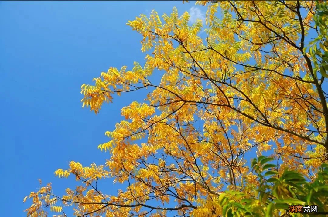 北方已经下雪了，但对南方人来说，看黄叶刚刚好