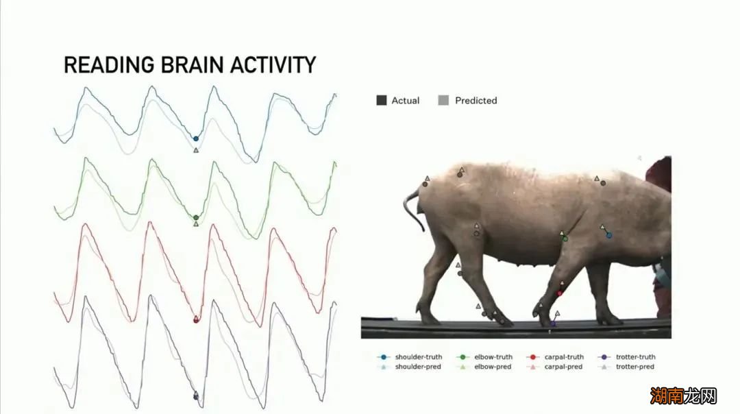 马斯克发火箭,要先给海豹戴耳机?真不是在搞笑吗?