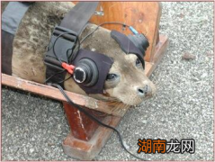 马斯克发火箭，要先给海豹戴耳机？真不是在搞笑吗？