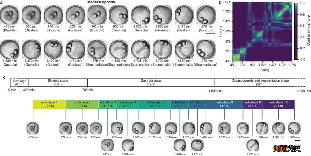 300万张图片，1.5万个斑马鱼胚胎，科学家实现AI胚胎识别