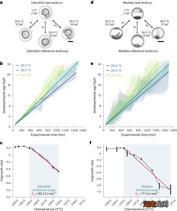 300万张图片，1.5万个斑马鱼胚胎，科学家实现AI胚胎识别