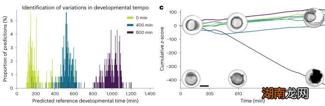 300万张图片，1.5万个斑马鱼胚胎，科学家实现AI胚胎识别