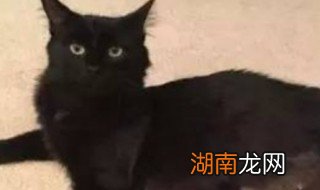 捡黑猫回家有忌讳吗 捡黑猫回家有没有忌讳