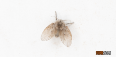 比苍蝇蚊子好欺负！厕所里的“小蛾子”，为啥灭不完？