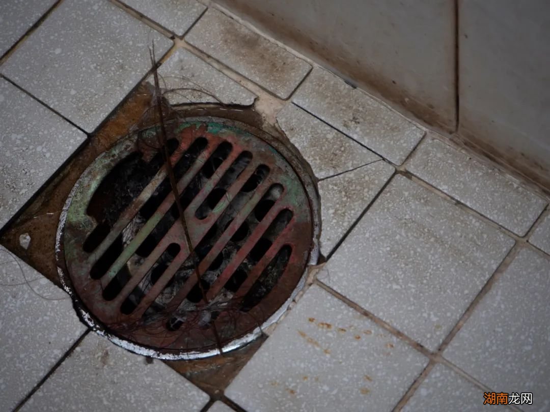 比苍蝇蚊子好欺负!厕所里的“小蛾子”,为啥灭不完?