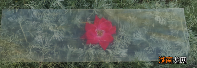 什么!木头竟然能变成像玻璃那样透明?