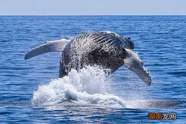 你的记忆力，可能被黑猩猩超越了｜自然小喇叭
