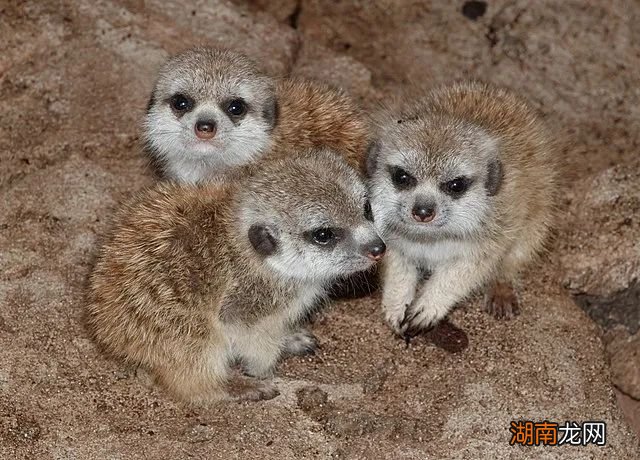 你的记忆力，可能被黑猩猩超越了｜自然小喇叭