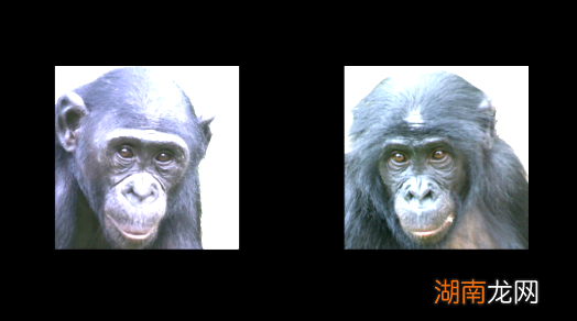 你的记忆力，可能被黑猩猩超越了｜自然小喇叭