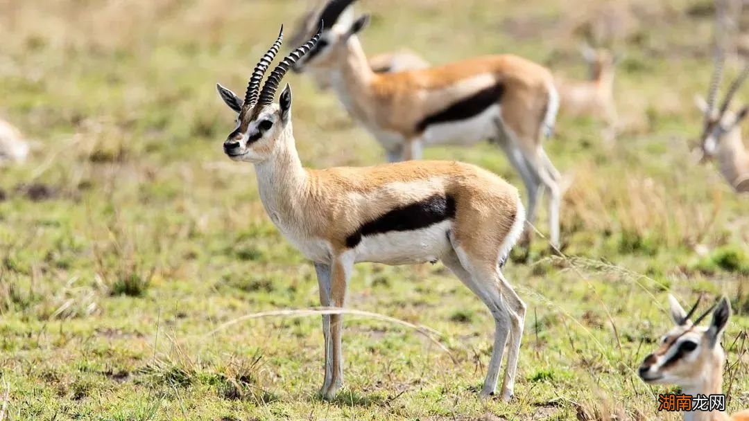 闪电杀手猎豹,原来是个大怂猫!