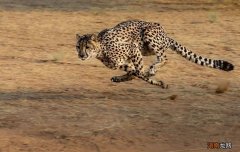 闪电杀手猎豹，原来是个大怂猫！