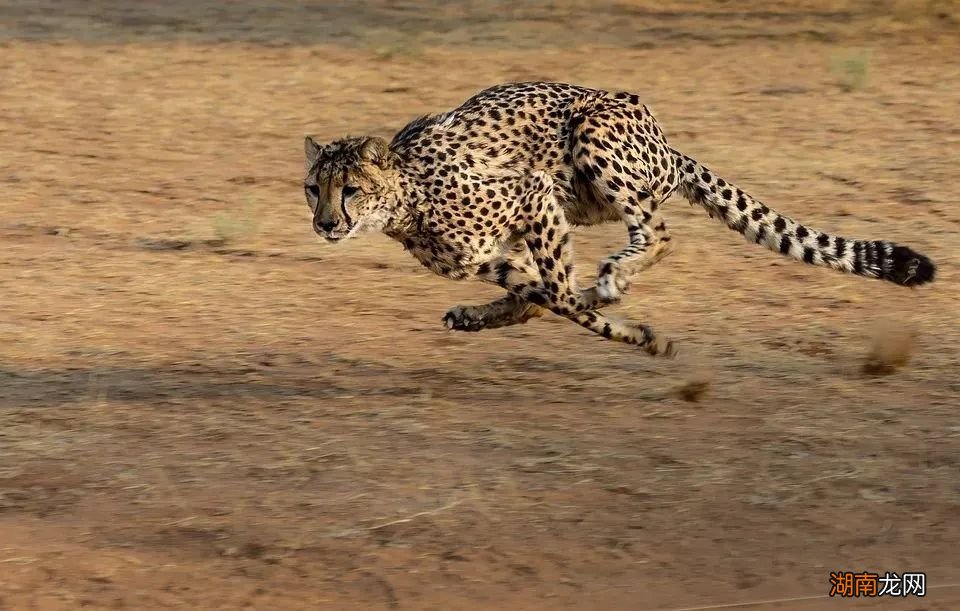 闪电杀手猎豹,原来是个大怂猫!