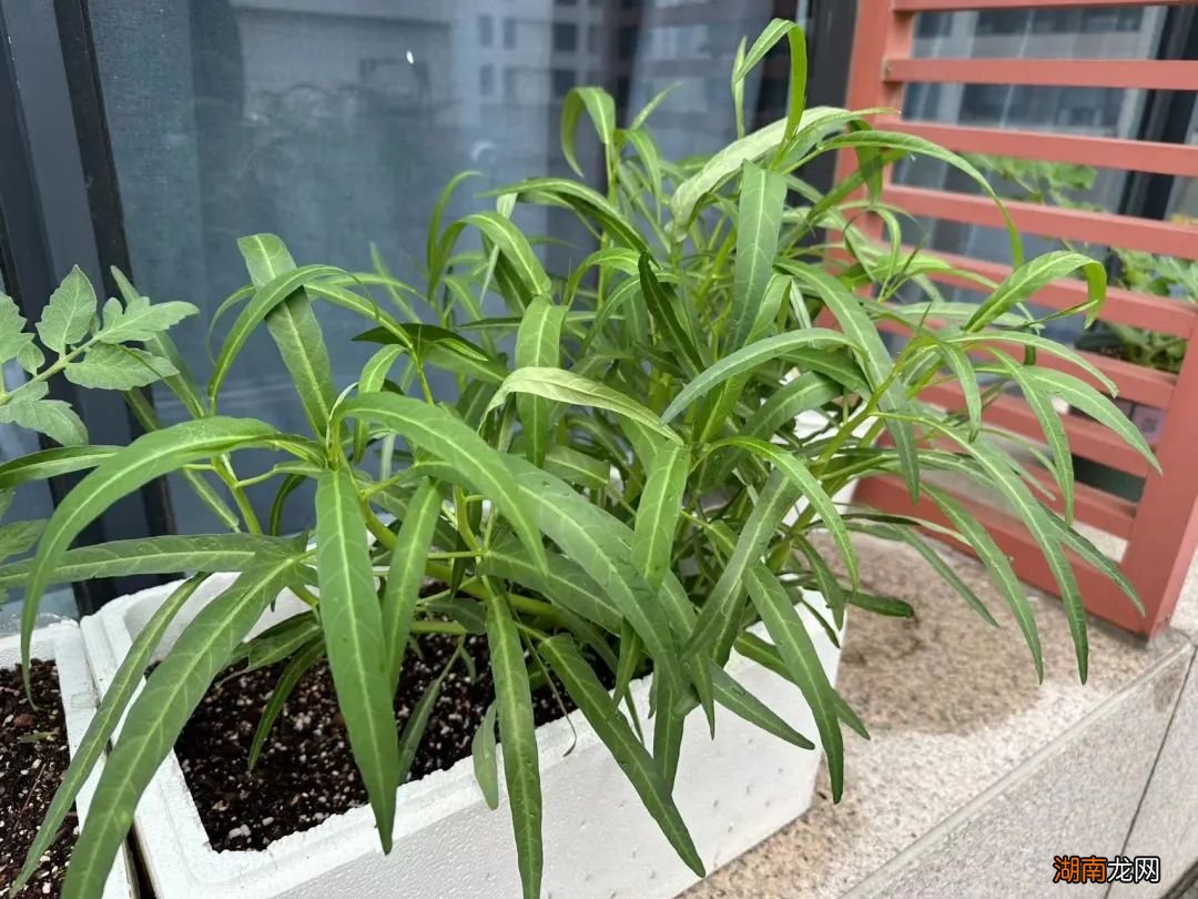 起猛了，天上下“微塑料雨”了……｜环境小喇叭