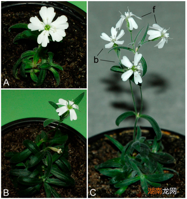 持续 140 多年,熬倒三代科学家,这个史上最漫长的实验到底在研究啥?