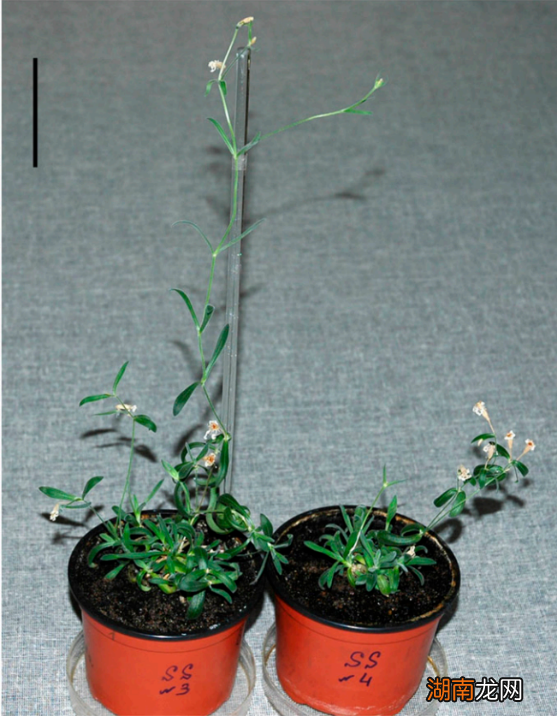 持续 140 多年,熬倒三代科学家,这个史上最漫长的实验到底在研究啥?