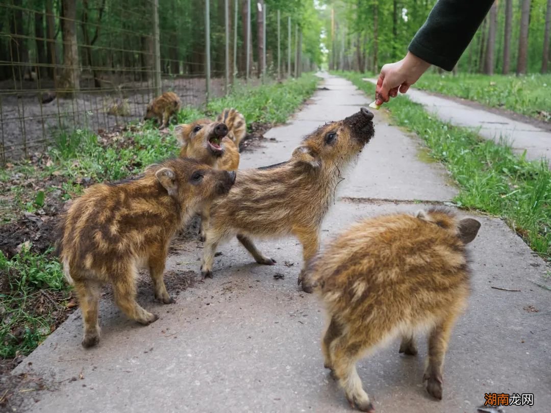 谁说“山猪吃不了细糠”？它们才不稀罕！