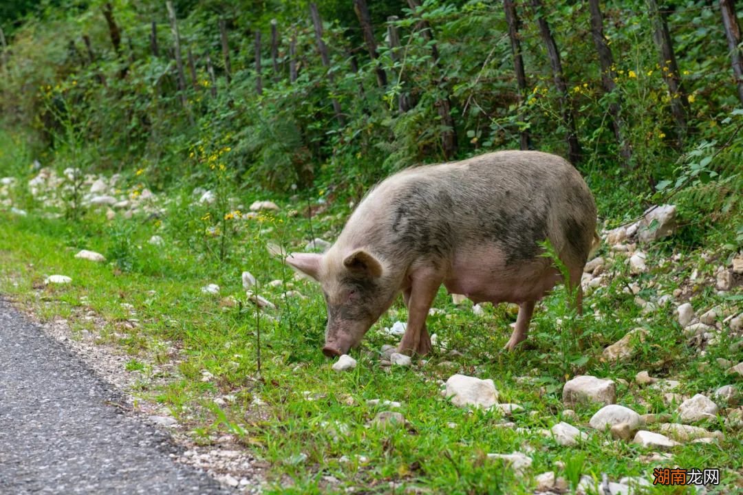 谁说“山猪吃不了细糠”？它们才不稀罕！