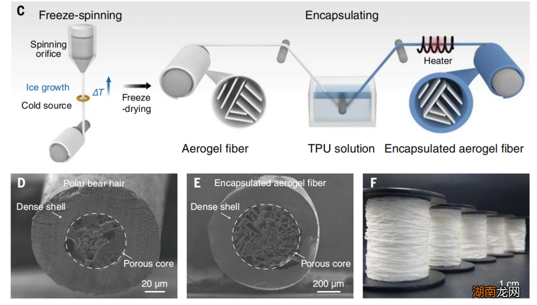 要风度也要温度！Science重磅：“北极熊毛衣”暖如羽绒服，厚度仅五分之一！