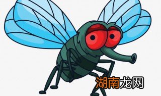 怎么灭苍蝇 消灭苍蝇的方法有哪些
