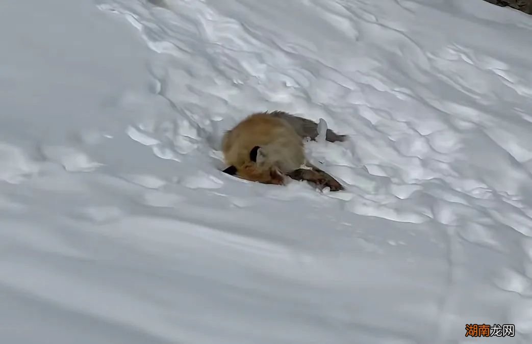 网红狐狸死在雪地里?别再乱投喂野生动物了!