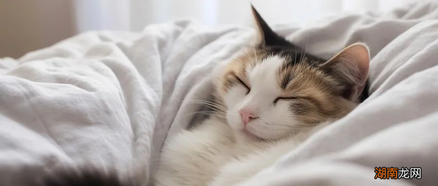 给起床困难户一个理直气壮的理由：冬天爱赖床，是身体在“保护”你