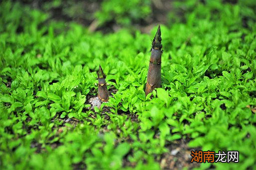 塑料的“绿色平替”？大熊猫最爱的食物，居然这么宝藏！