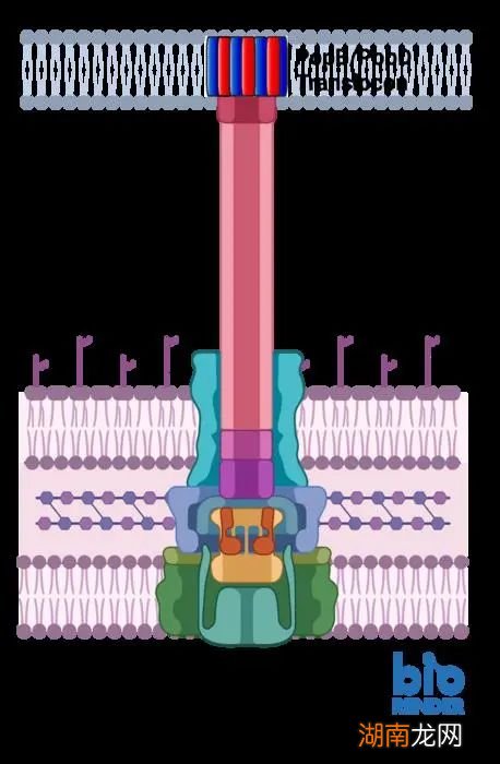 光诱导分子振动,让癌细胞破裂!|Science日报