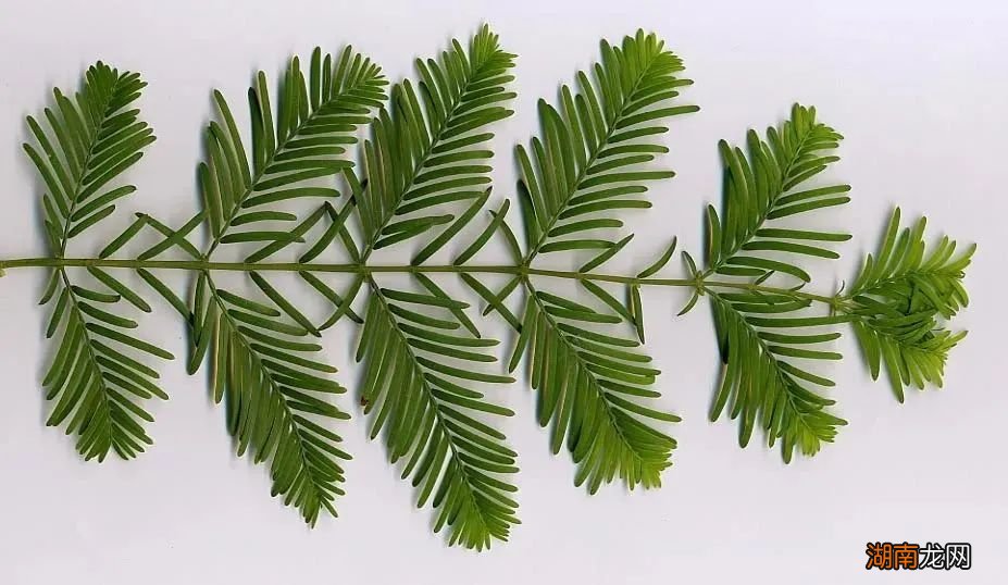 世界上最老的欧洲云杉，名叫......哈士奇