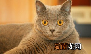 妙三多和猫三联的区别 关于妙三多和猫三联的区别