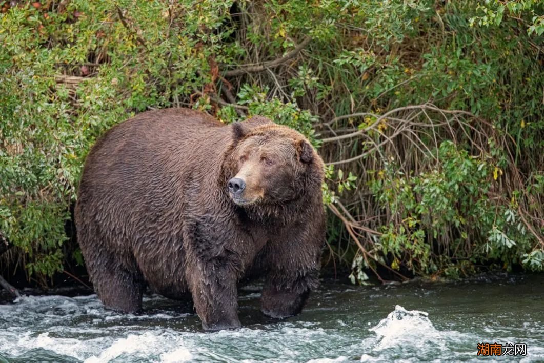 中国科学家是如何把鲍鱼的价格打下来的? | 博览日报