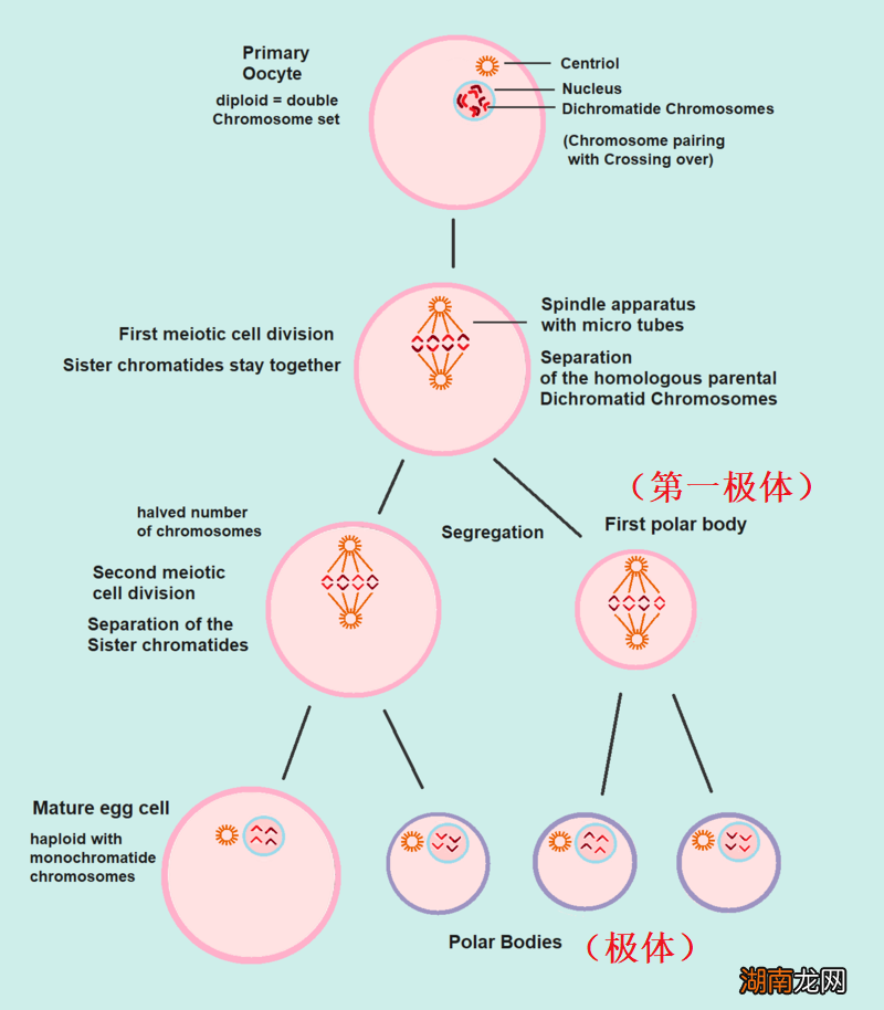 独居16年,不用交配,它生了一个孩子