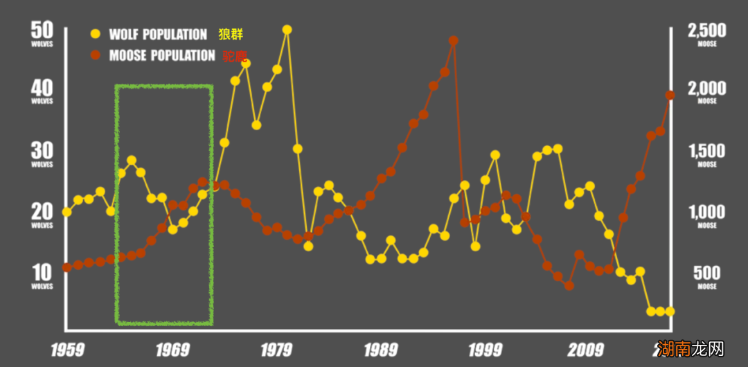 狼、驼鹿进入同一孤岛:69年后,狼竟然灭绝了!