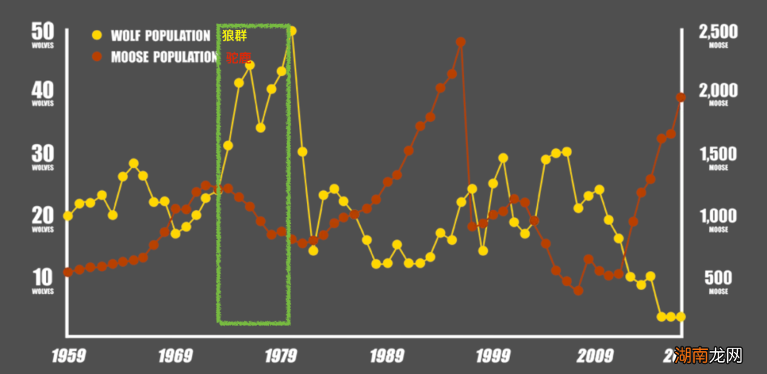 狼、驼鹿进入同一孤岛:69年后,狼竟然灭绝了!