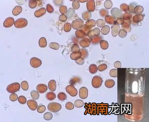 天上下鱼下肉?!可以捡回家吃么?