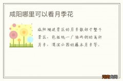 咸阳哪里可以看月季花