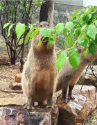 炎炎夏季，“卡皮巴拉”为什么热衷于滚泥巴？