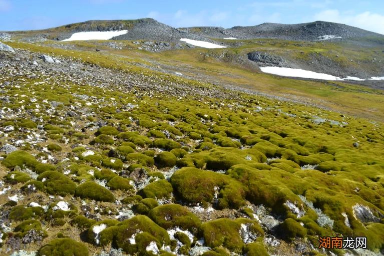 南极洲变“绿”了！冰雪皑皑的景象正在加速消失丨环境小喇叭