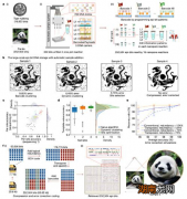 水熊虫为何如此顽强？新研究揭示其“独门秘籍” | 科技周览