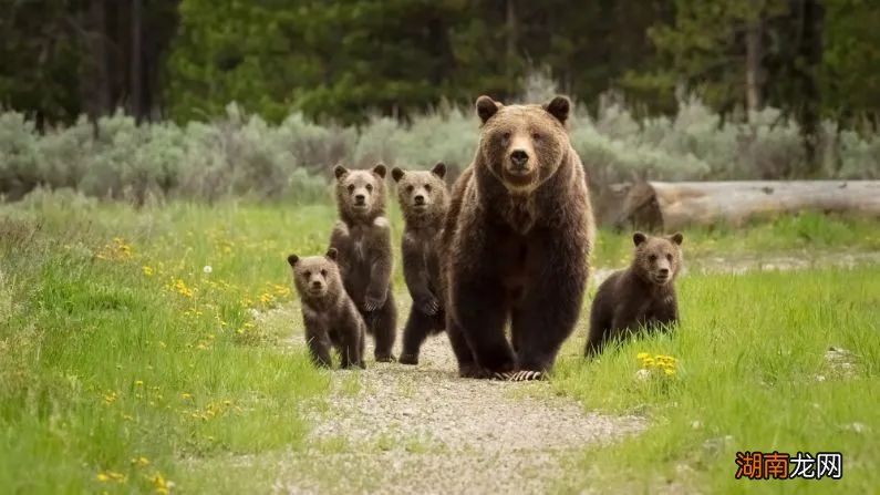 世界上最著名的熊妈妈,遗憾死于路杀