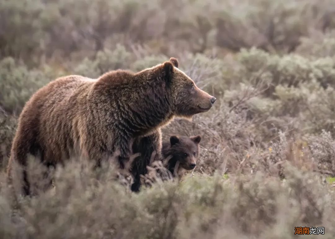 世界上最著名的熊妈妈,遗憾死于路杀