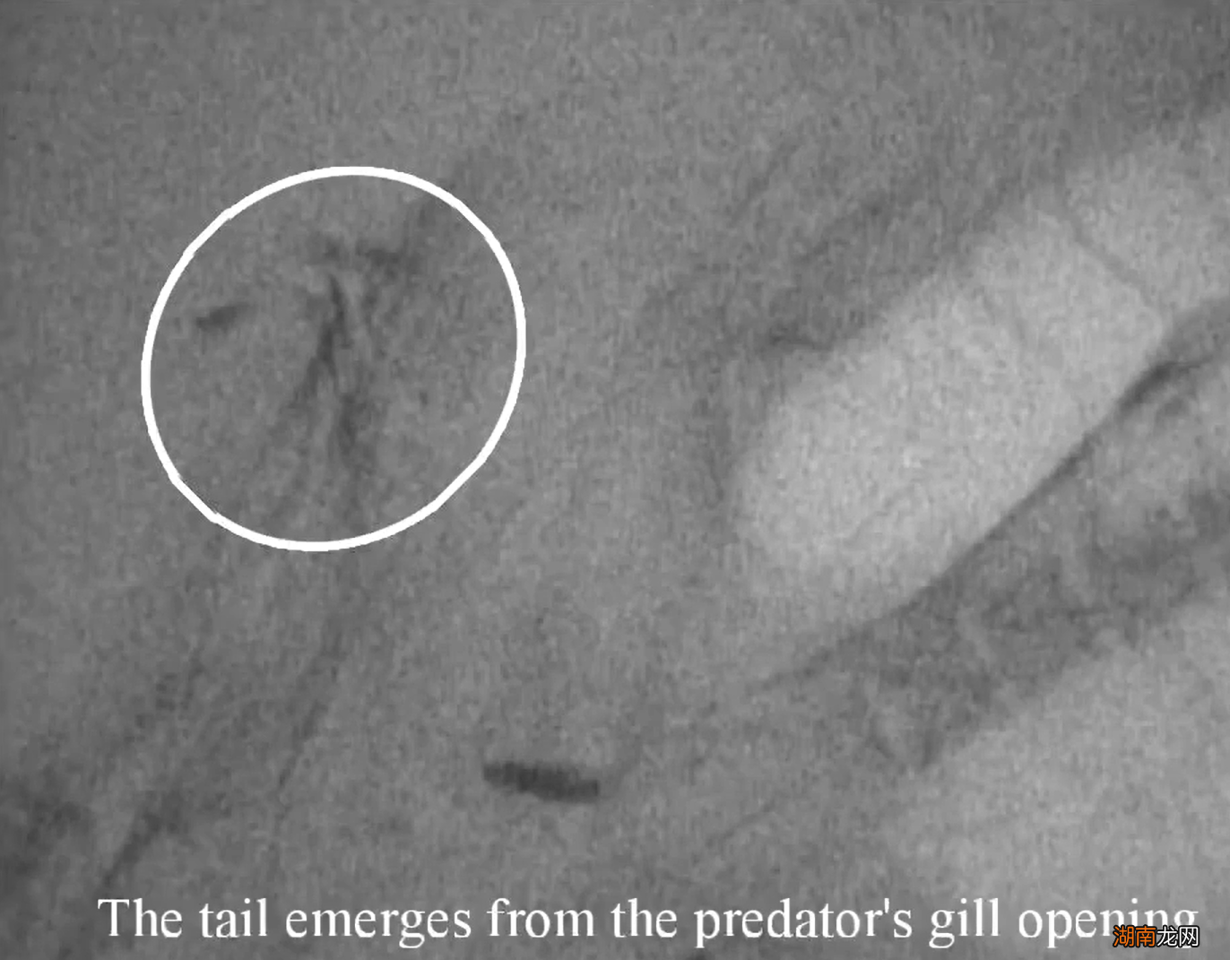 如果被吞了怎么办？海豹表示：无碍无碍