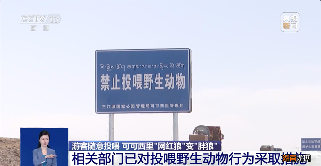 可可西里“网红狼”被游客喂成“胖球”！到底该不该喂？