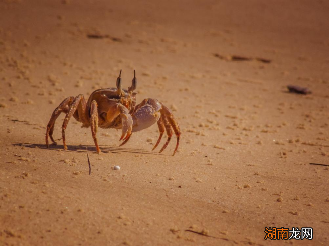 沙漠也能养螃蟹？是的，它们即将抵达你的餐桌！| 博览日报