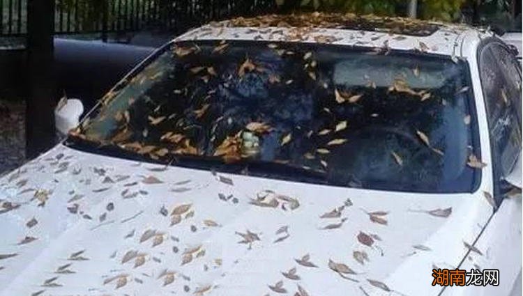 车上有树胶怎么办 车上粘了树胶怎样去除