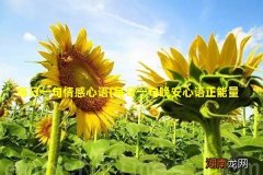 每日一句晚安心语正能量 每日一句情感心语