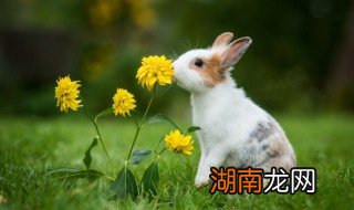 兔子尿正常的颜色是什么样的 兔子尿怎样才是正常的