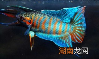 斗鱼怎么养不会死 斗鱼一个月不喂会死吗