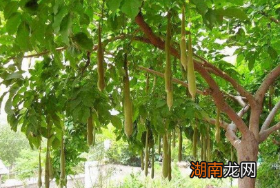 在没有洗衣粉的古代,他们是怎么清洗衣物的呢?